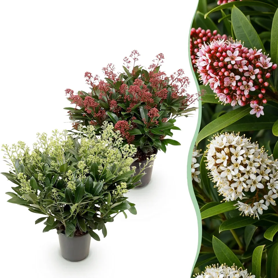 green-guardia-unsere-pflanzen-skimmia-japonica-duo-2x-19cm image 1
