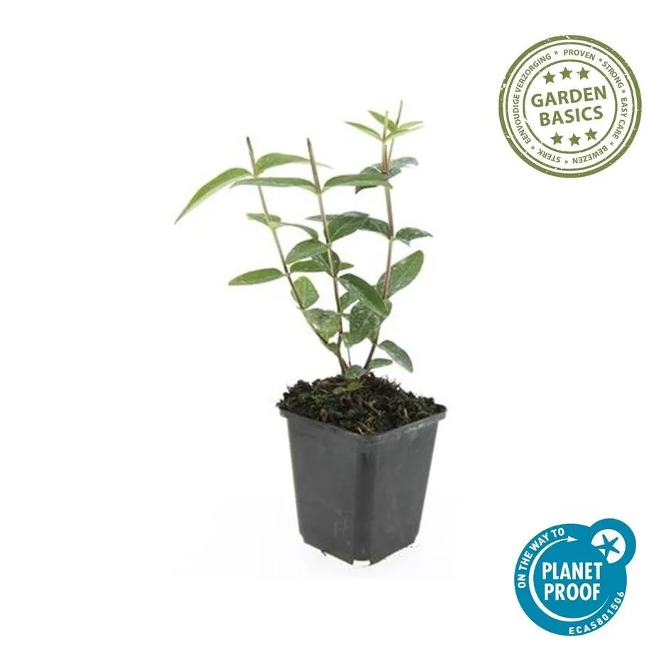 green-guardia-rheingold-johanniskraut-zierstrauch-9-cm-topf image 1