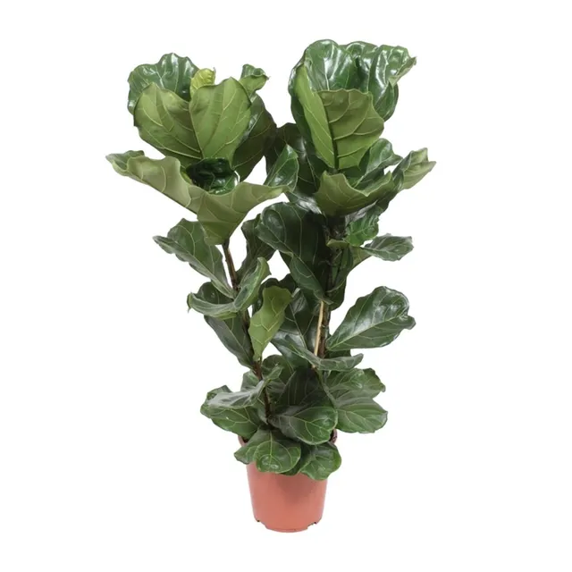 green-guardia-unsere-pflanzen-ficus-lyrata-geigenfeige-12cm-30cm image 1