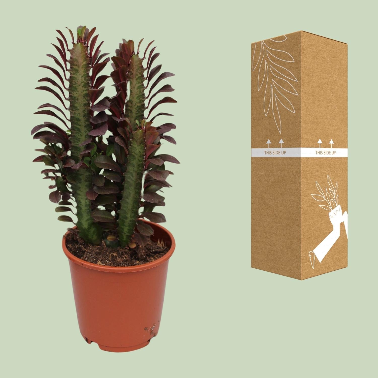 green-guardia-unsere-pflanzen-euphorbia-trigona-sukkulente-40cm-12cm-topf image 3