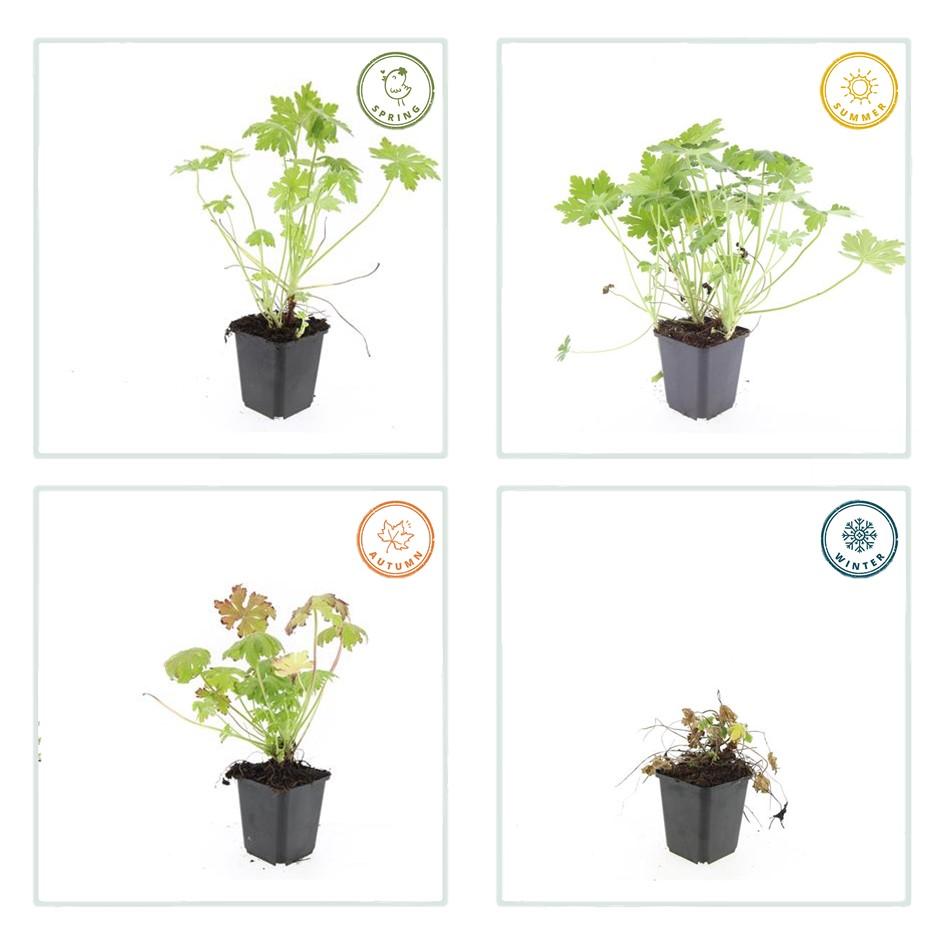 green-guardia-geranium-storchschnabel-6-pflanzen-duft-winterhart image 3