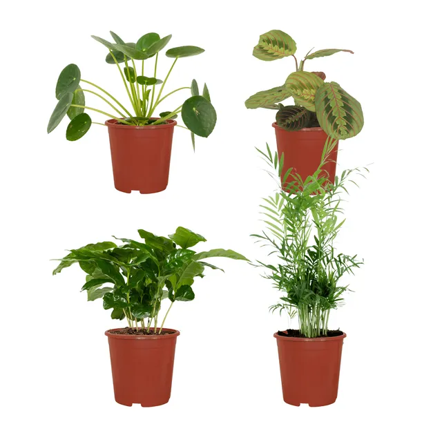 green-guardia-unsere-pflanzen-tierfreundliche-box-4-pflanzen-12-cm image 1