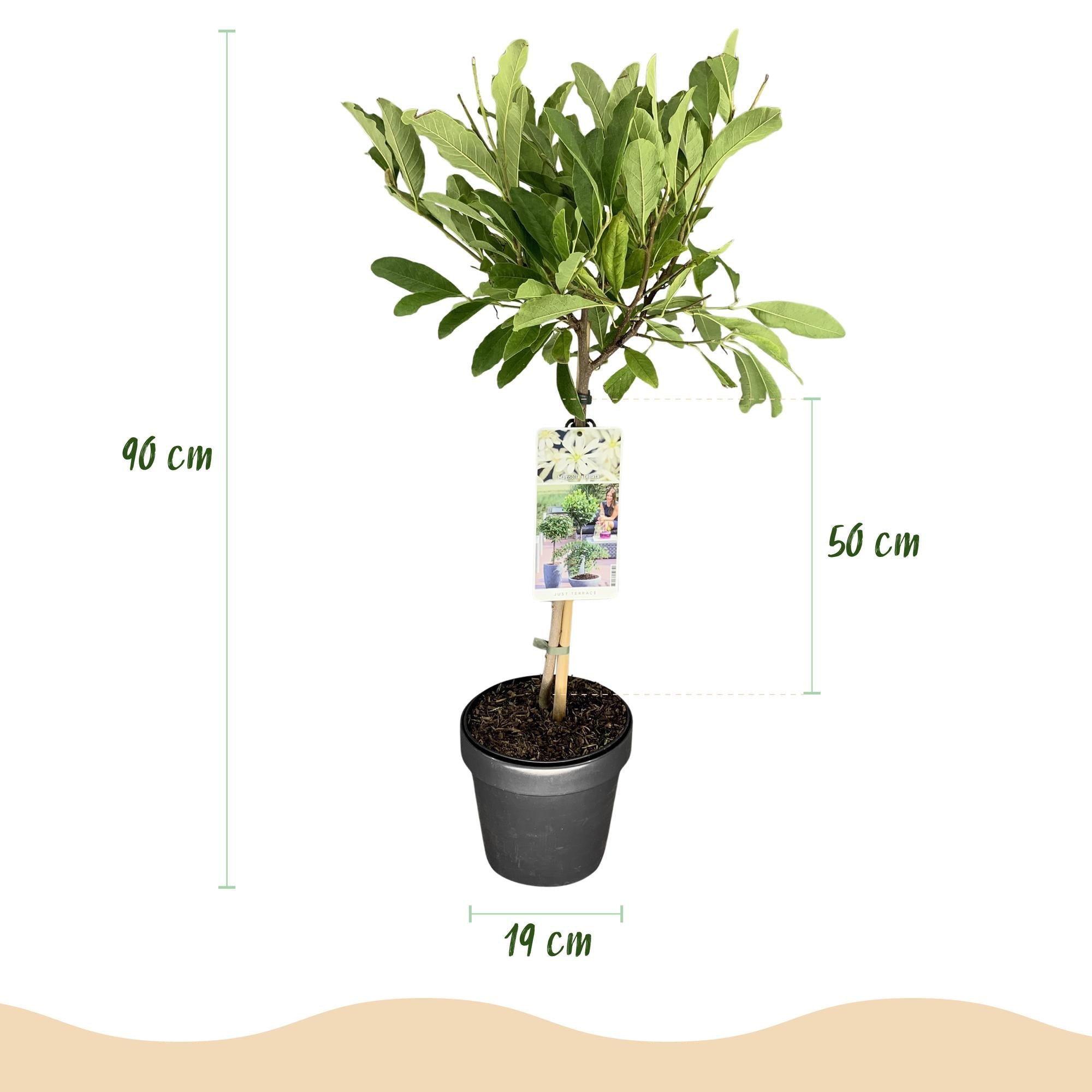 green-guardia-magnolia-stellata-sternmagnolie-19cm-topf-90cm image 2