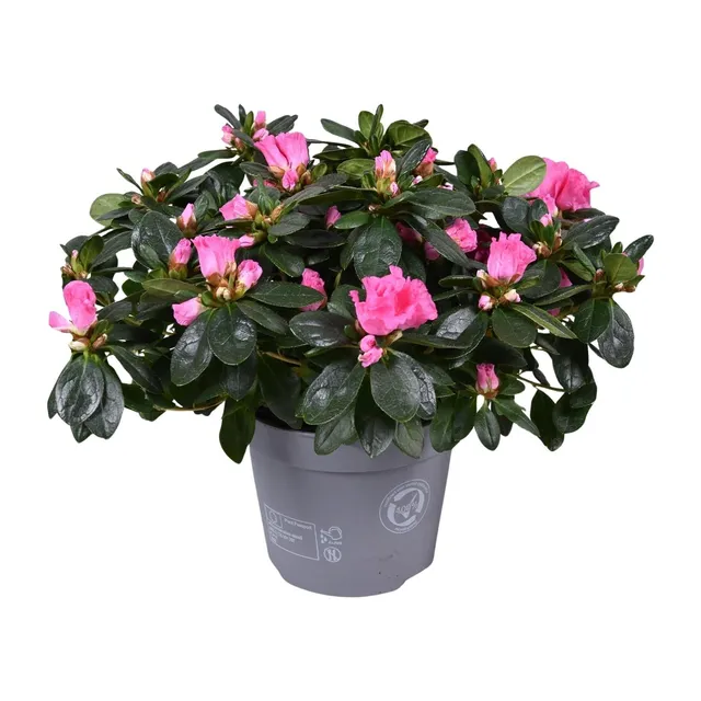 green-guardia-azalea-rose-vogel-bl-hpflanze-rosa-30-cm image 1