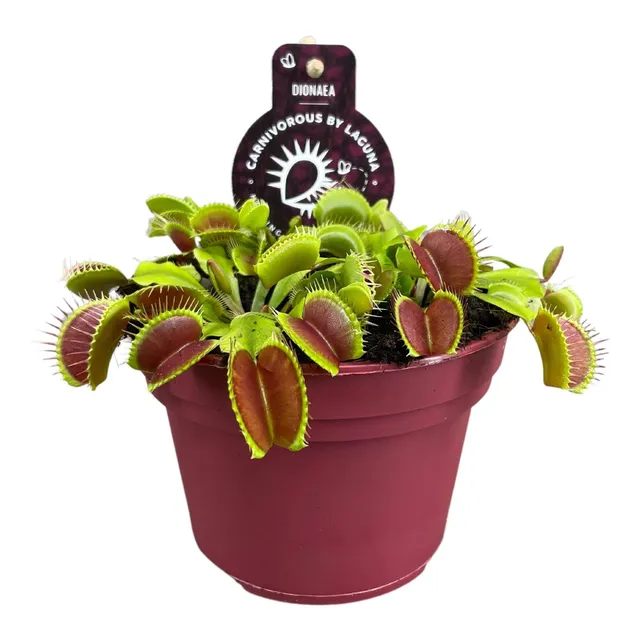 green-guardia-unsere-pflanzen-dionaea-venusfliegenfalle-12-cm-topf image 1
