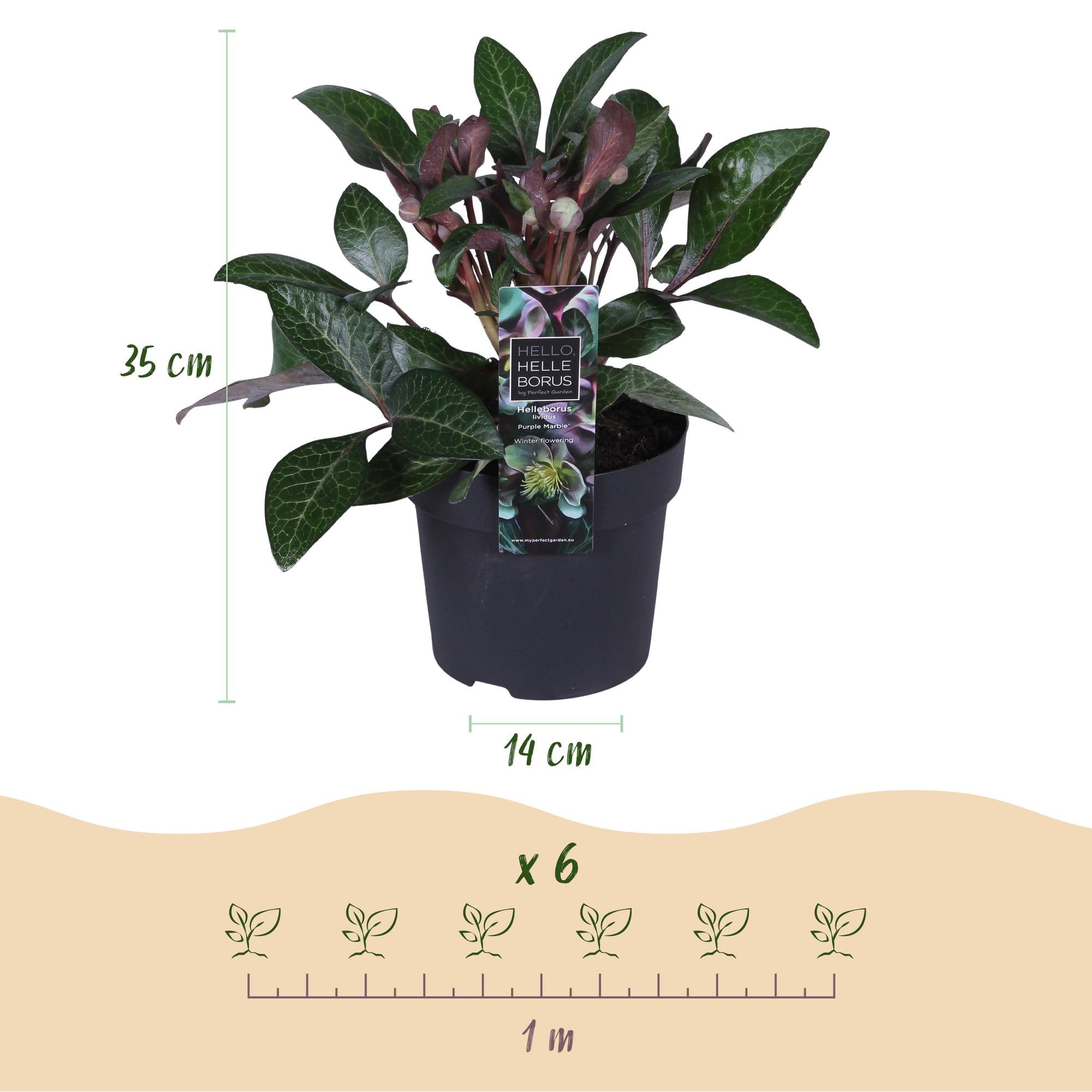 green-guardia-helleborus-purple-marble-staude-14cm-lila-winterbl-hend image 2