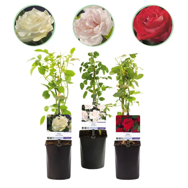 green-guardia-rosa-tricolour-kletterrose-3x-40-cm-mehrfarbig-duftend image 1