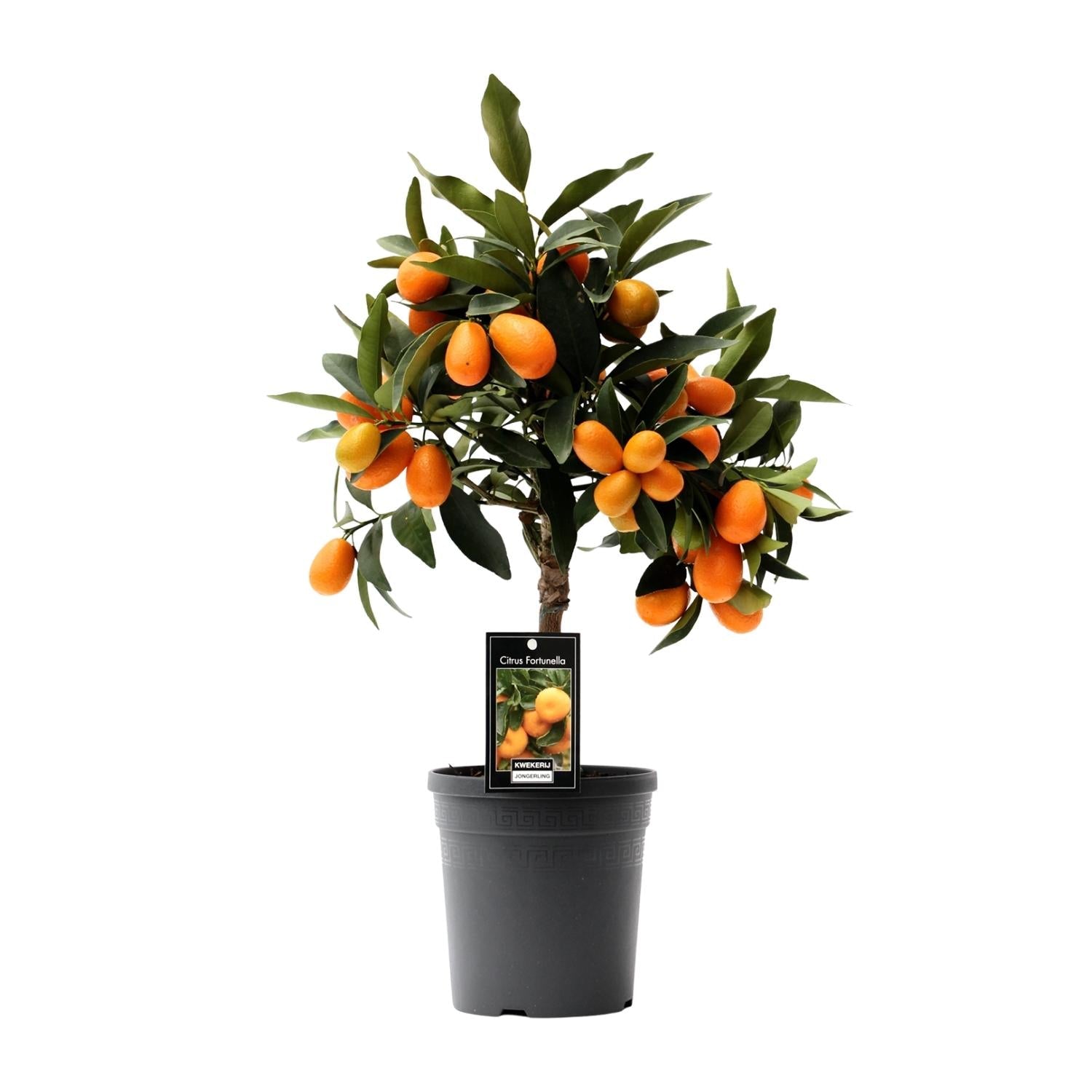 green-guardia-citrus-kumquat-pflanze-16cm-topf-45cm image 1