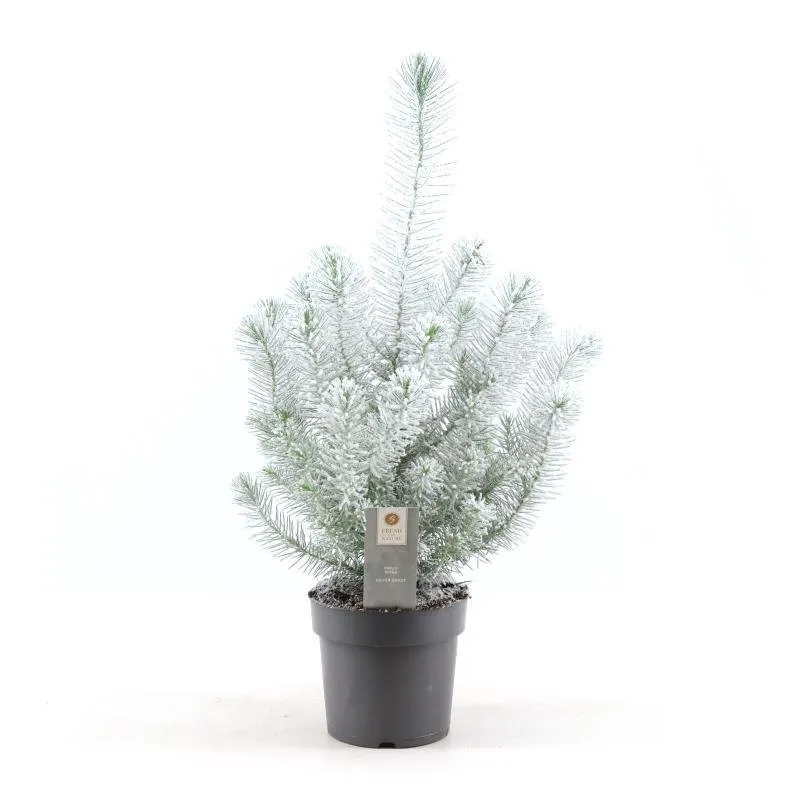 green-guardia-pinus-silver-crest-snow-zwergpinie-50cm image 1