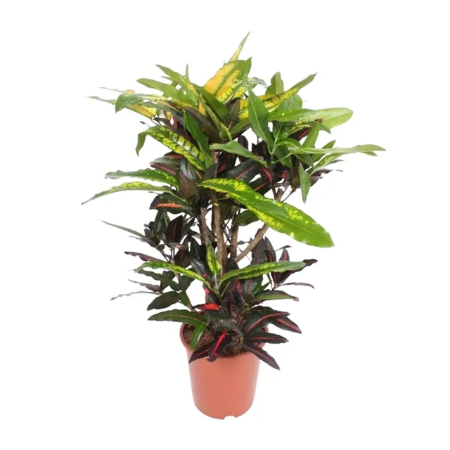 green-guardia-unsere-pflanzen-codiaeum-mango-zimmerpflanze-110-cm image 1