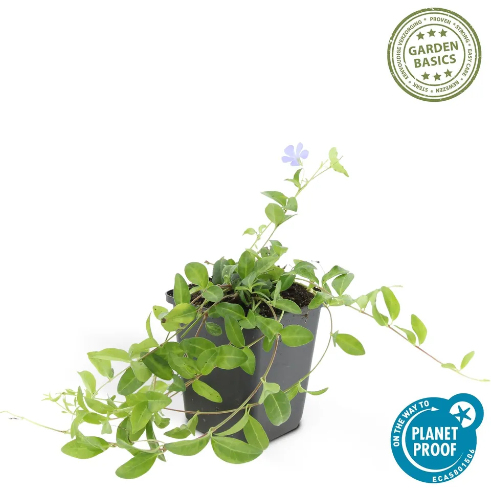 green-guardia-vinca-minor-la-grave-immergr-n-6-pflanzen image 1