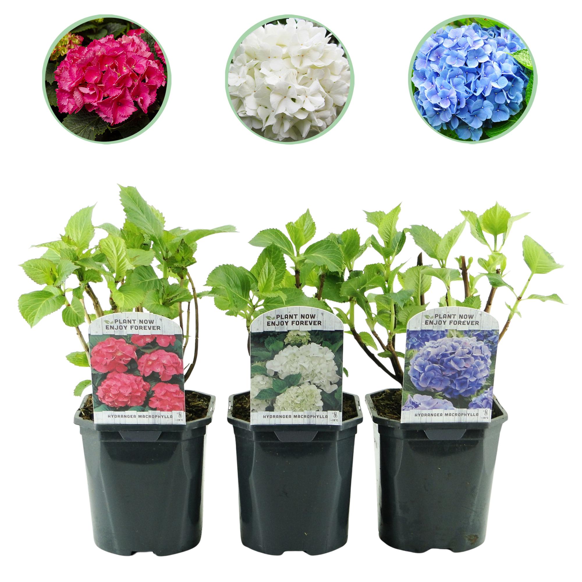 green-guardia-unsere-pflanzen-tricolour-hortensie-3er-set-dreifarbig image 1