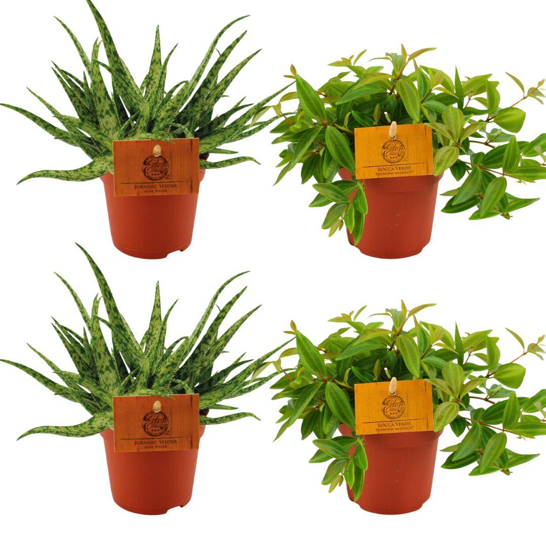 green-guardia-aloe-spider-peperomia-duo-4-pflanzen-10cm image 1
