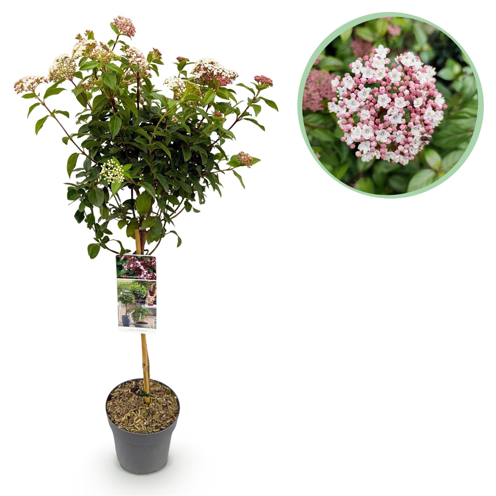 green-guardia-unsere-pflanzen-viburnum-eve-price-stamm-90-cm-winterhart image 1