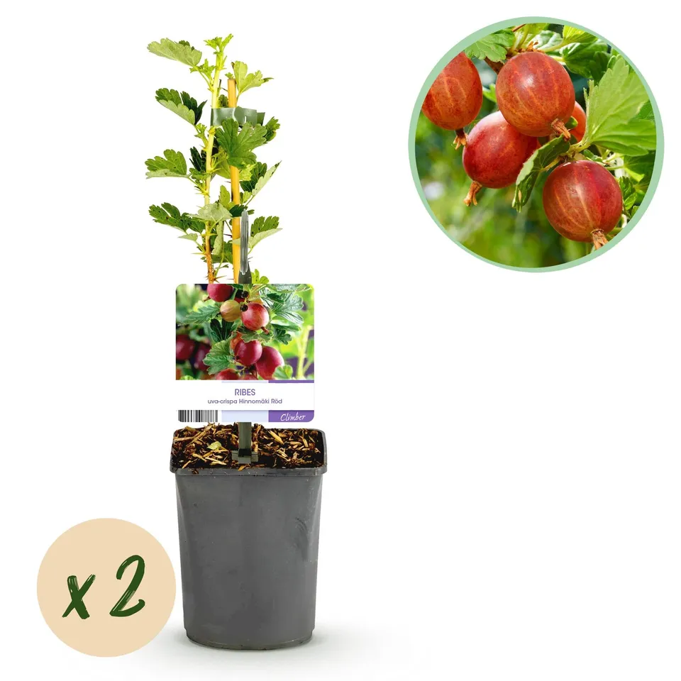 green-guardia-hinnom-ki-r-d-rote-stachelbeere-2-pflanzen-40cm image 1