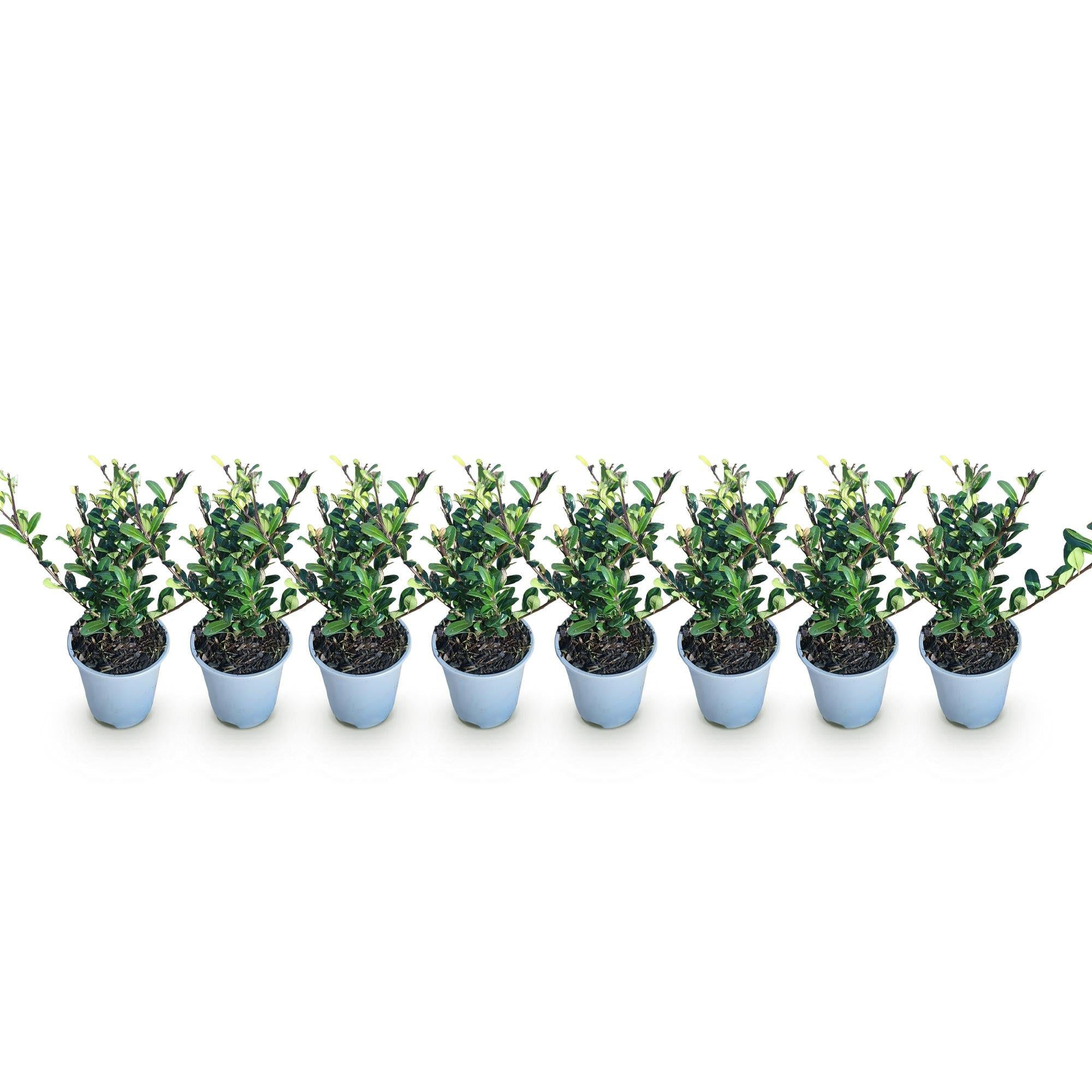green-guardia-unsere-pflanzen-ilex-caroline-upright-hecke-8er-set-1m image 3
