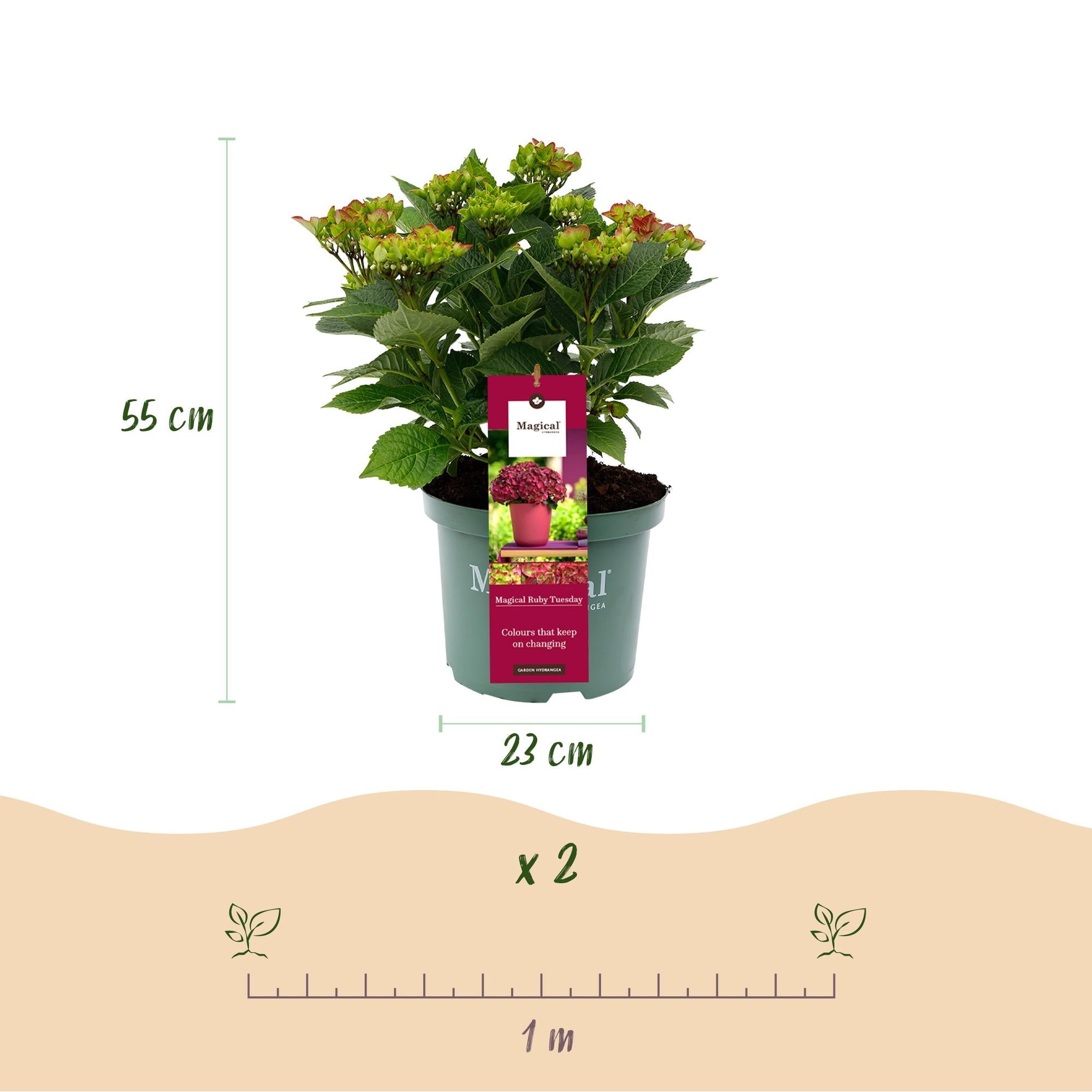 green-guardia-hortensie-magical-balkonpflanze-23-cm-topf-rot image 2