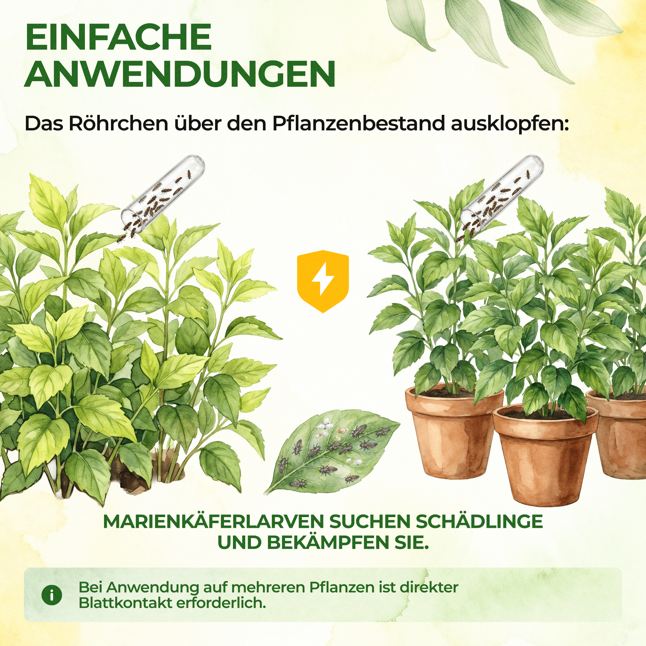 green-guardia-cryptolaemus-larven-25-st-ck-gegen-wolll-use image 4