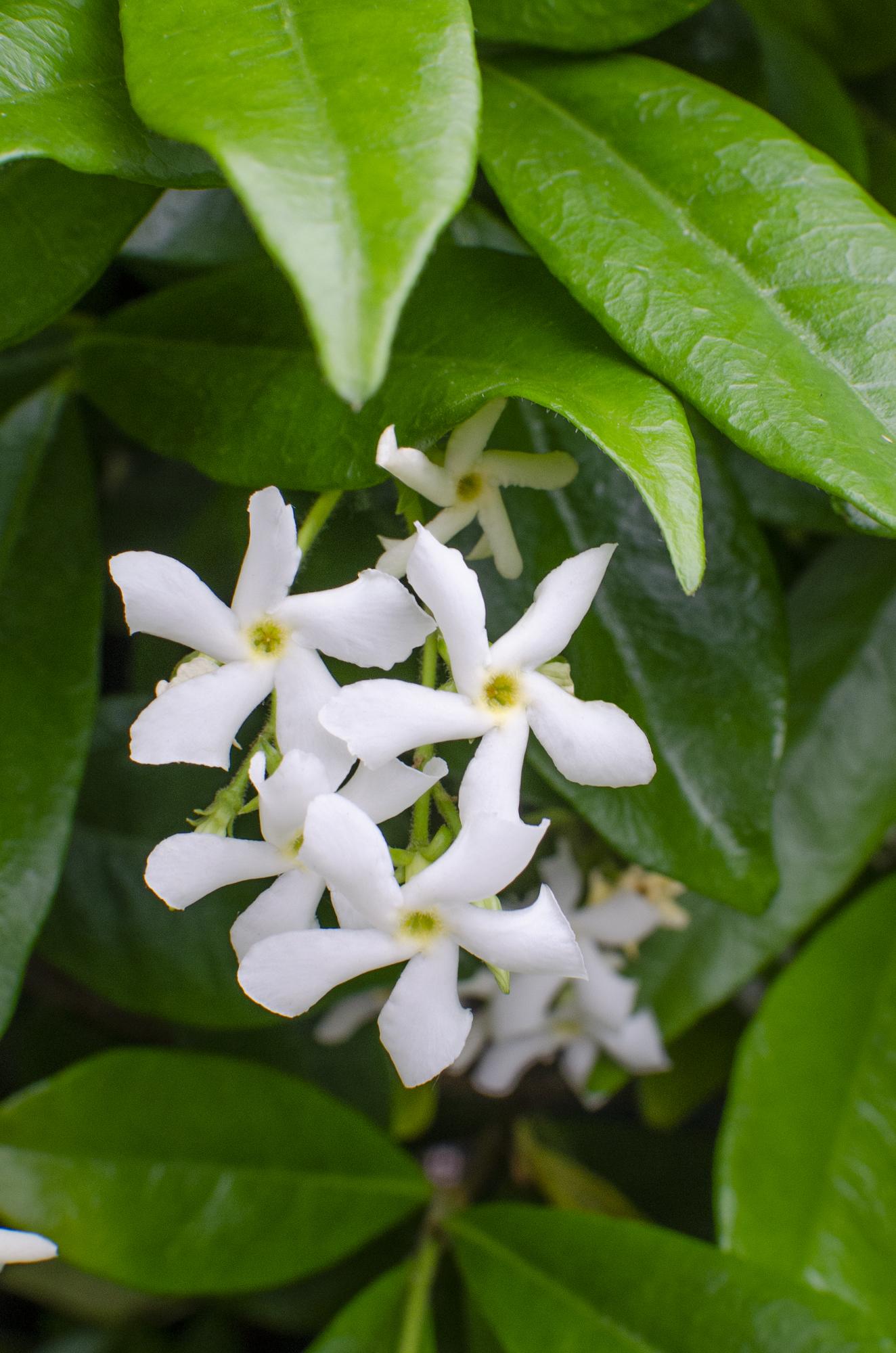 green-guardia-unsere-pflanzen-trachelospermum-star-of-venice-65-cm image 4