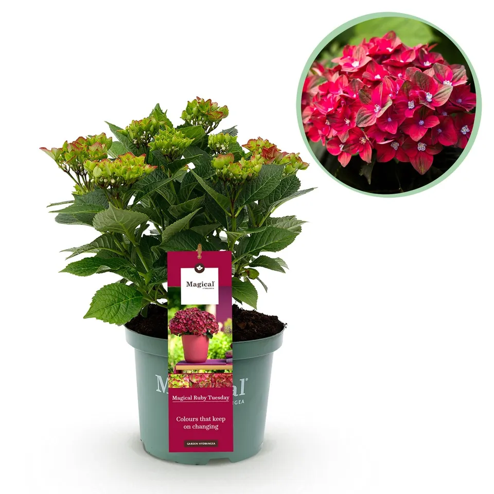 green-guardia-hortensie-magical-balkonpflanze-23-cm-topf-rot image 1