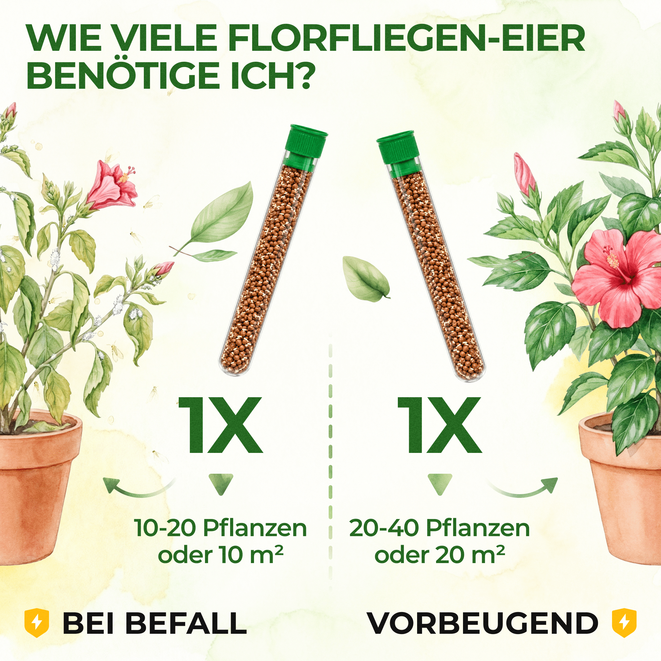 green-guardia-florfliegenlarven-eier-florfliegeneier-1-r-hrchen-10m image 4