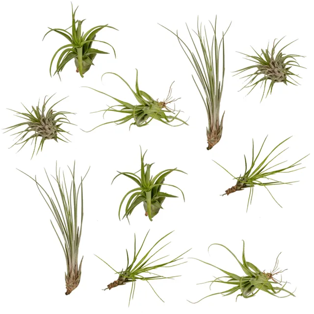 green-guardia-tillandsia-air-mix-luftpflanzen-10-st-ck-ca-6-cm image 1