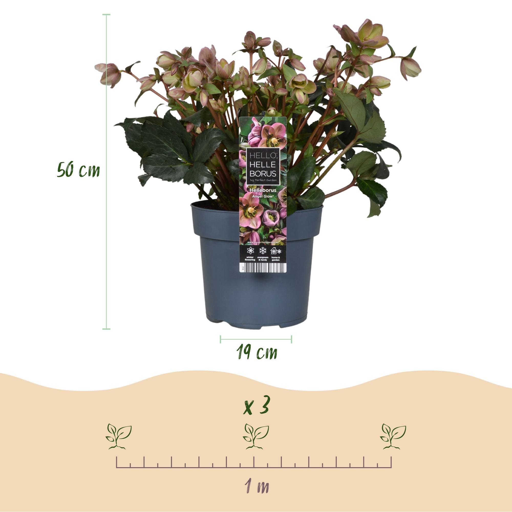 green-guardia-helleborus-angels-glow-christrose-19-cm-topf image 2