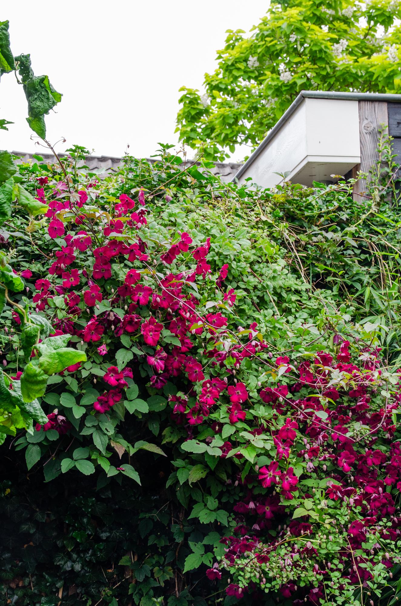 green-guardia-unsere-pflanzen-clematis-hagley-hybrid-kletterpflanze-rosa image 2