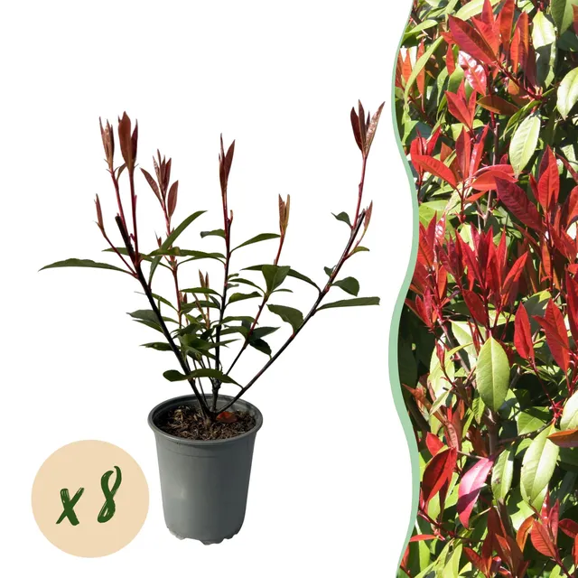 green-guardia-photinia-carr-rouge-glanzmispel-8-pflan-9cm image 1