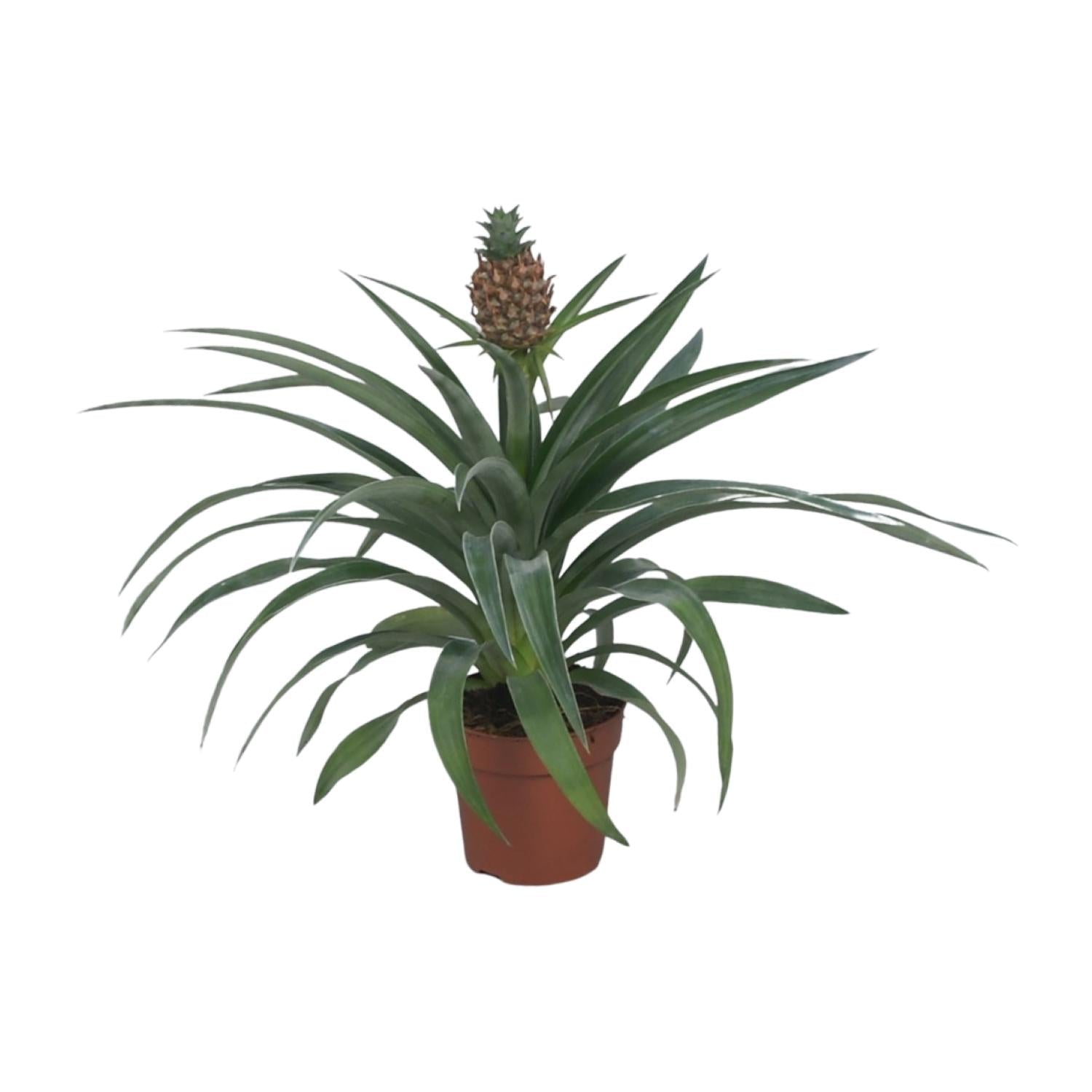 green-guardia-unsere-pflanzen-ananas-mi-amigo-zierananas-12-cm image 1