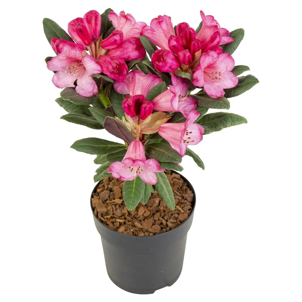 green-guardia-rhododendron-wine-roses-zimmerpflanze-13-cm-topf-immergr-n image 1