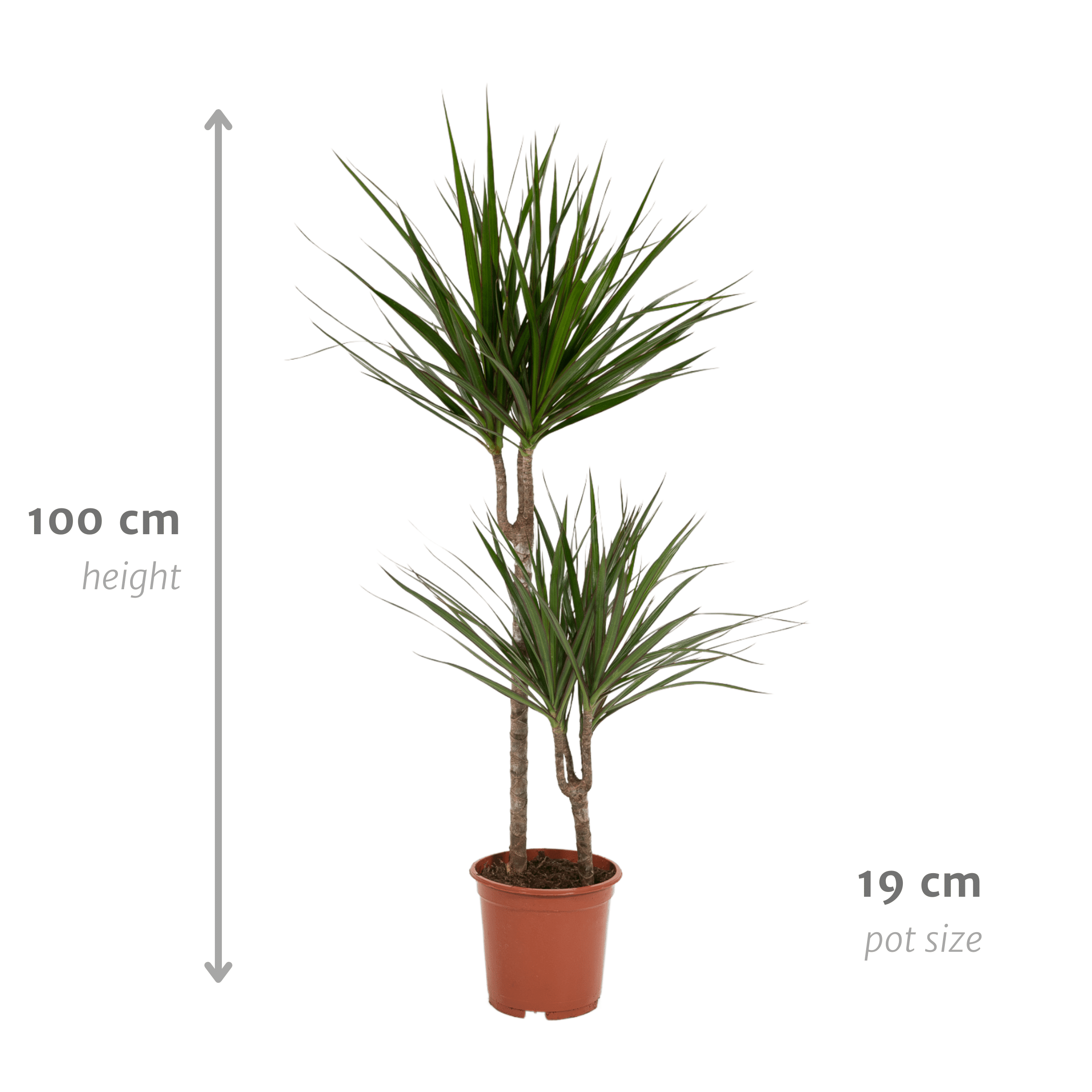 green-guardia-unsere-pflanzen-drachenbaum-55cm-zimmerpflanze-pflegeleicht image 6
