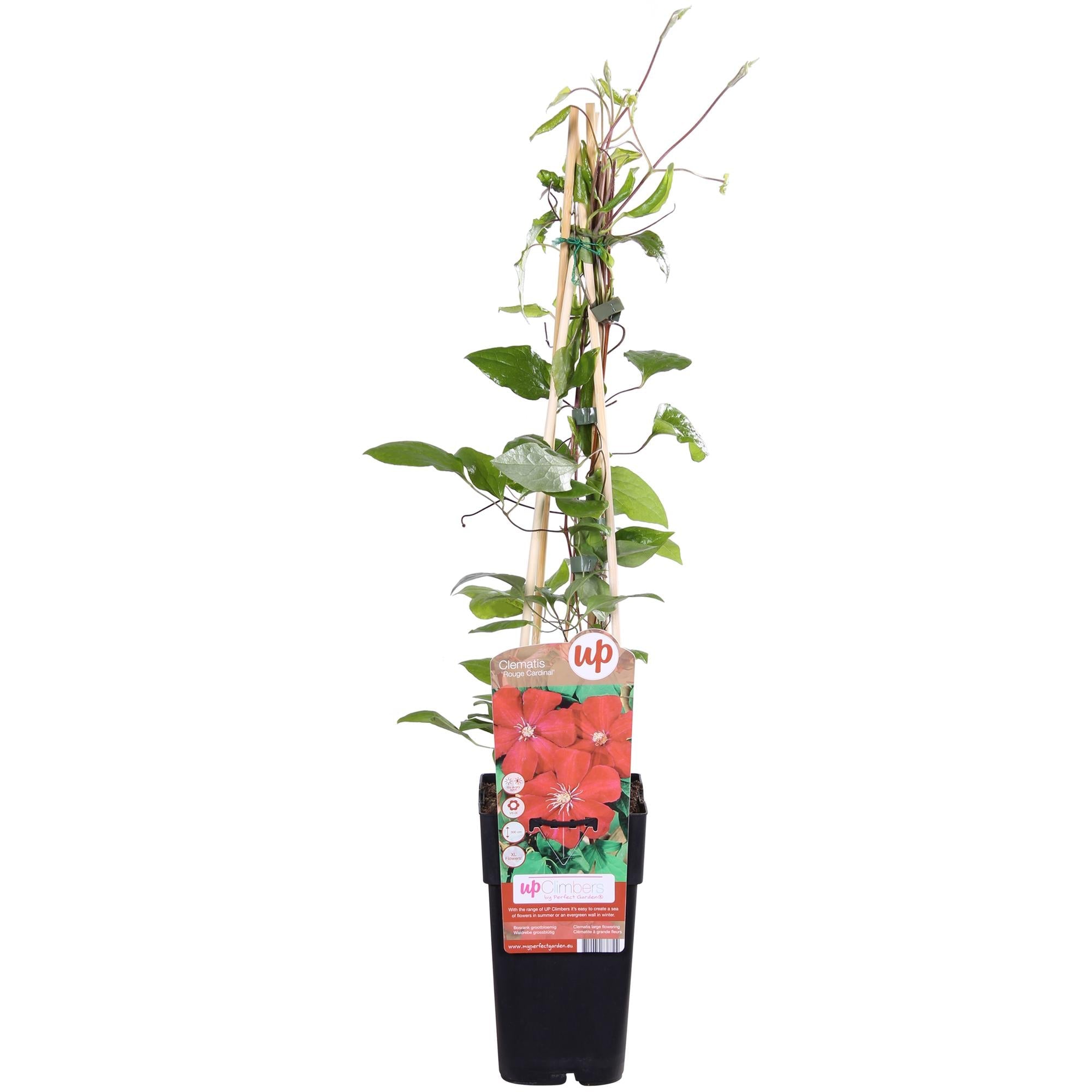 green-guardia-unsere-pflanzen-clematis-hagley-hybrid-kletterpflanze-rosa image 1