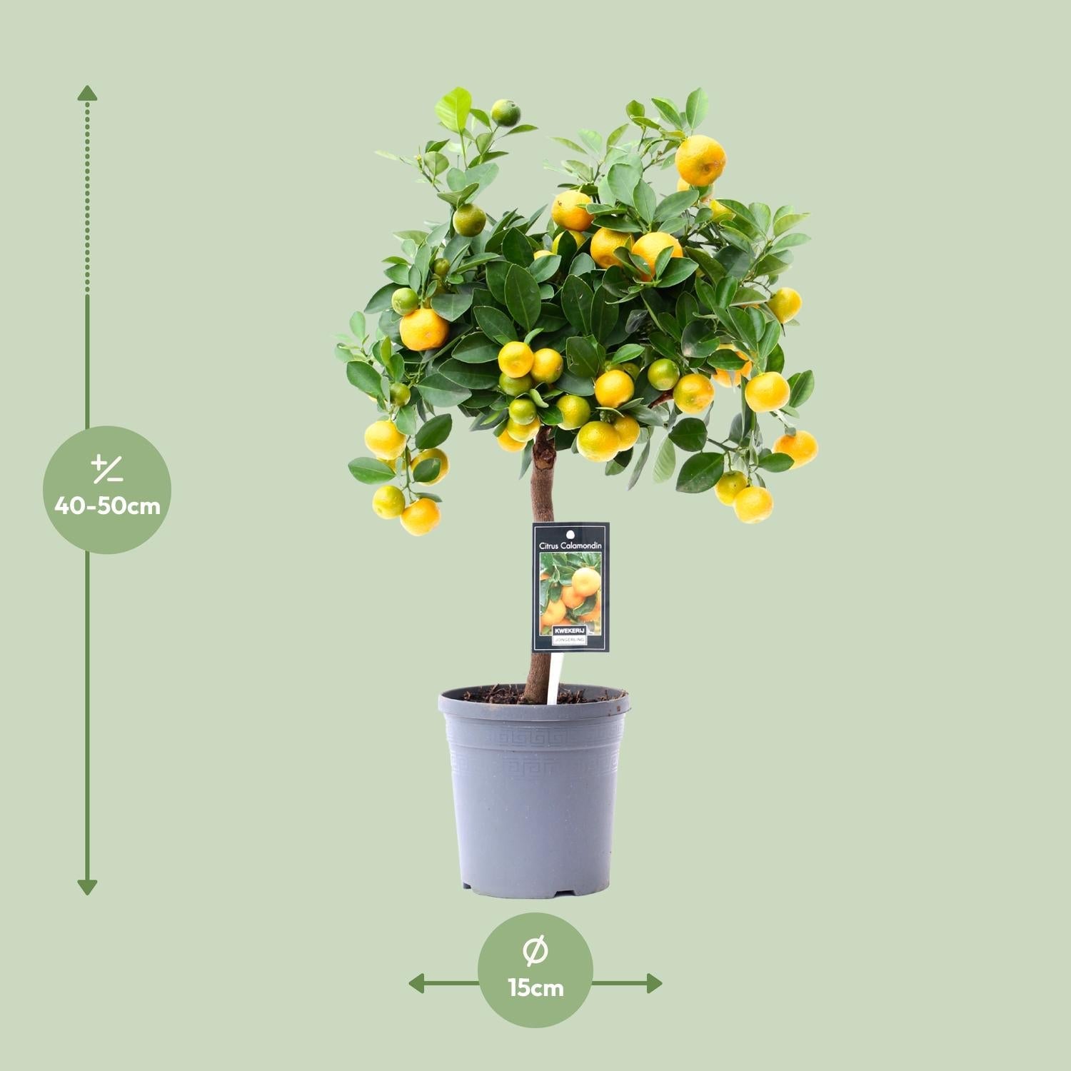 green-guardia-calamondin-orange-zitruspflanze-duftend-essbar image 4
