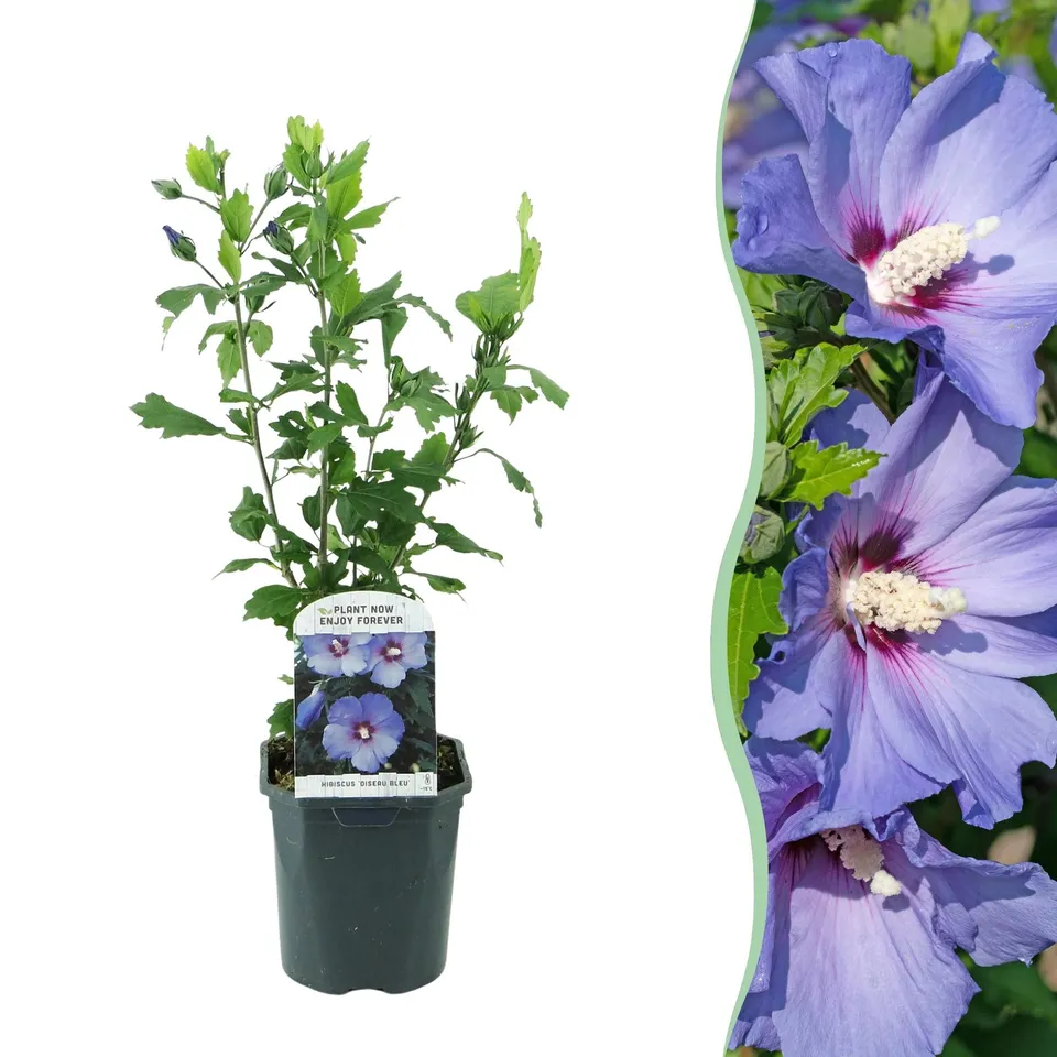 green-guardia-oiseau-blue-gartenhibiskus-strauch-17-cm-topf image 1