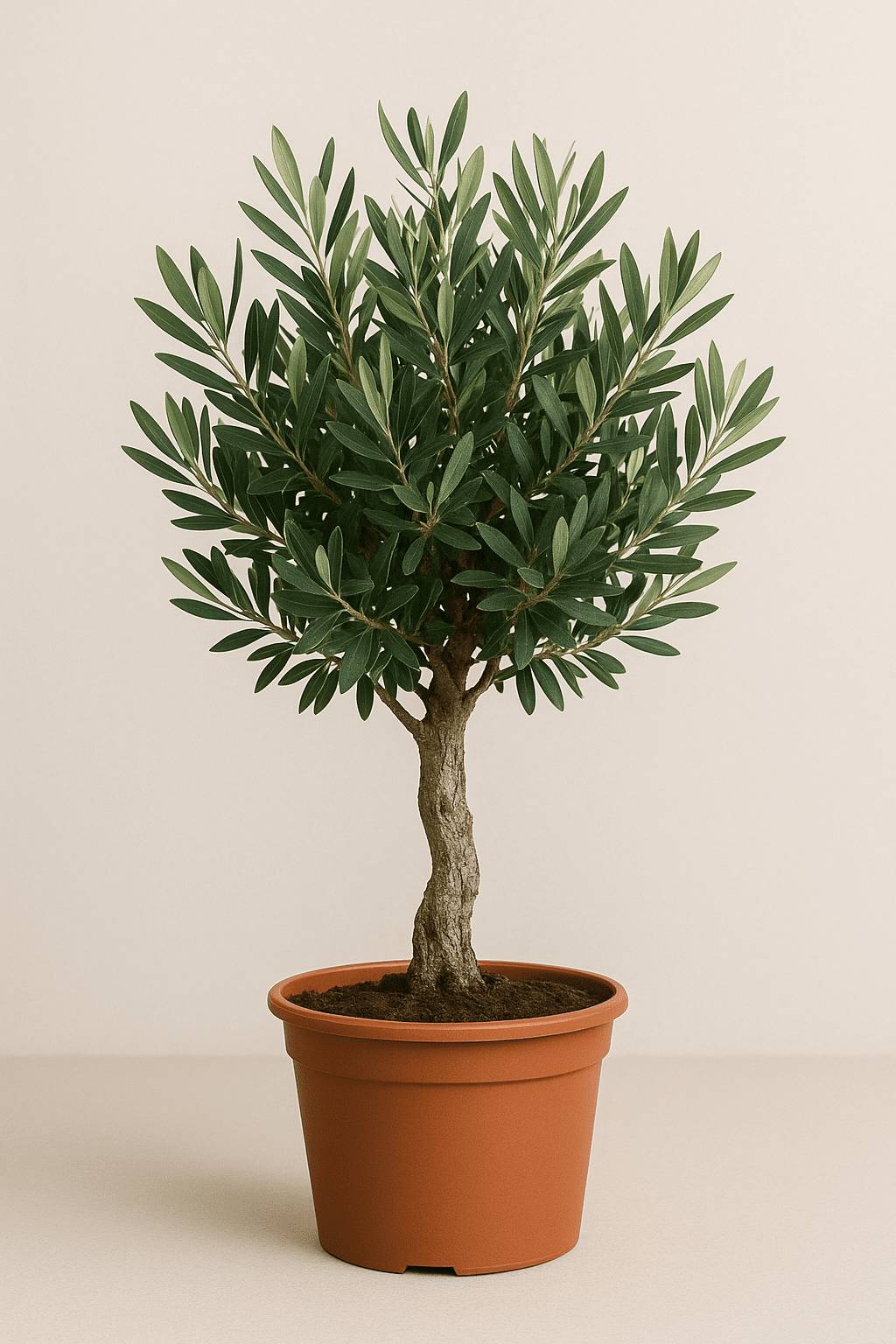 green-guardia-unsere-pflanzen-olivenbaum-olea-europaea-60-cm-topf-15cm image 1
