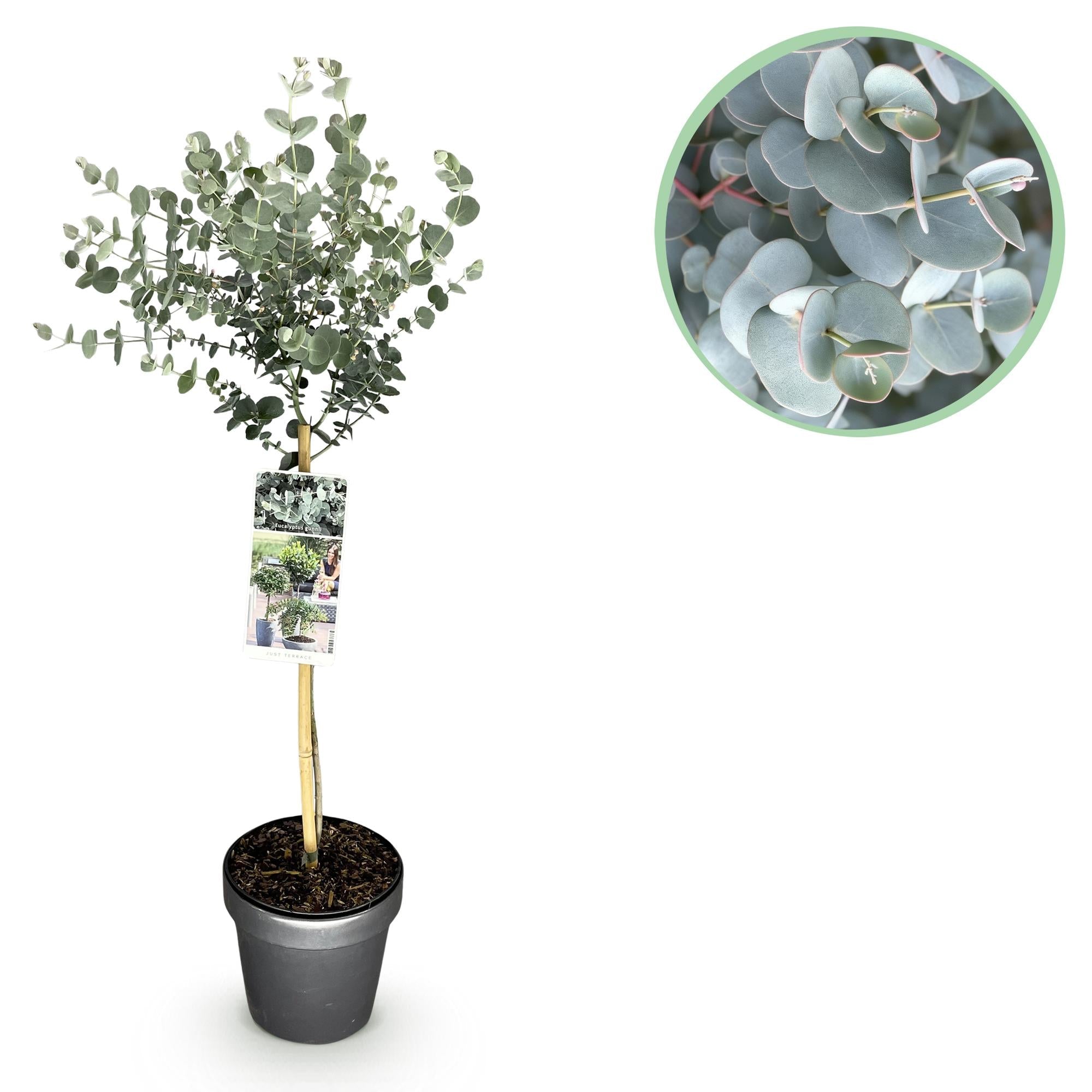 green-guardia-eucalyptus-gunnii-azure-pflanze-19cm-topf-90cm image 1