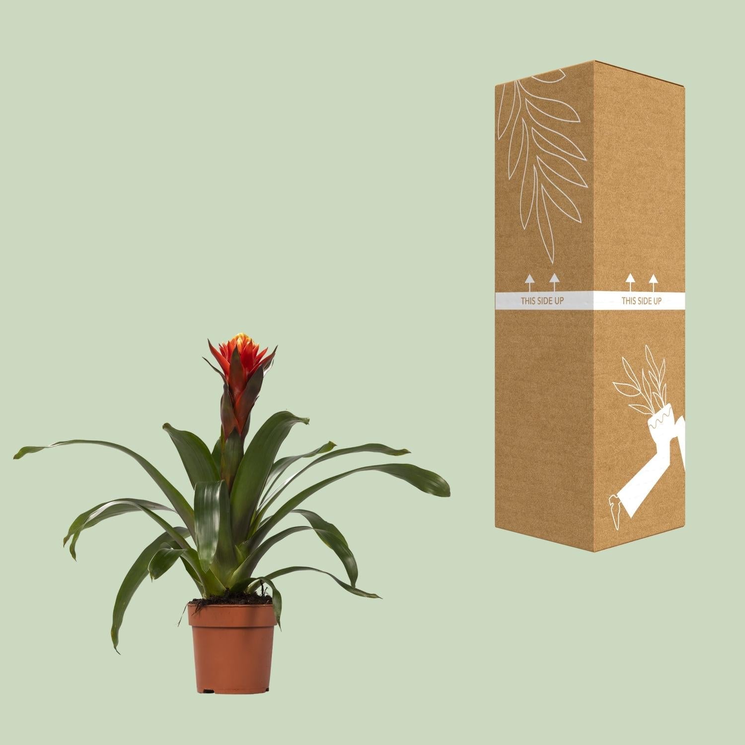 green-guardia-guzmania-bromelie-zimmerpflanze-crown-12cm image 3