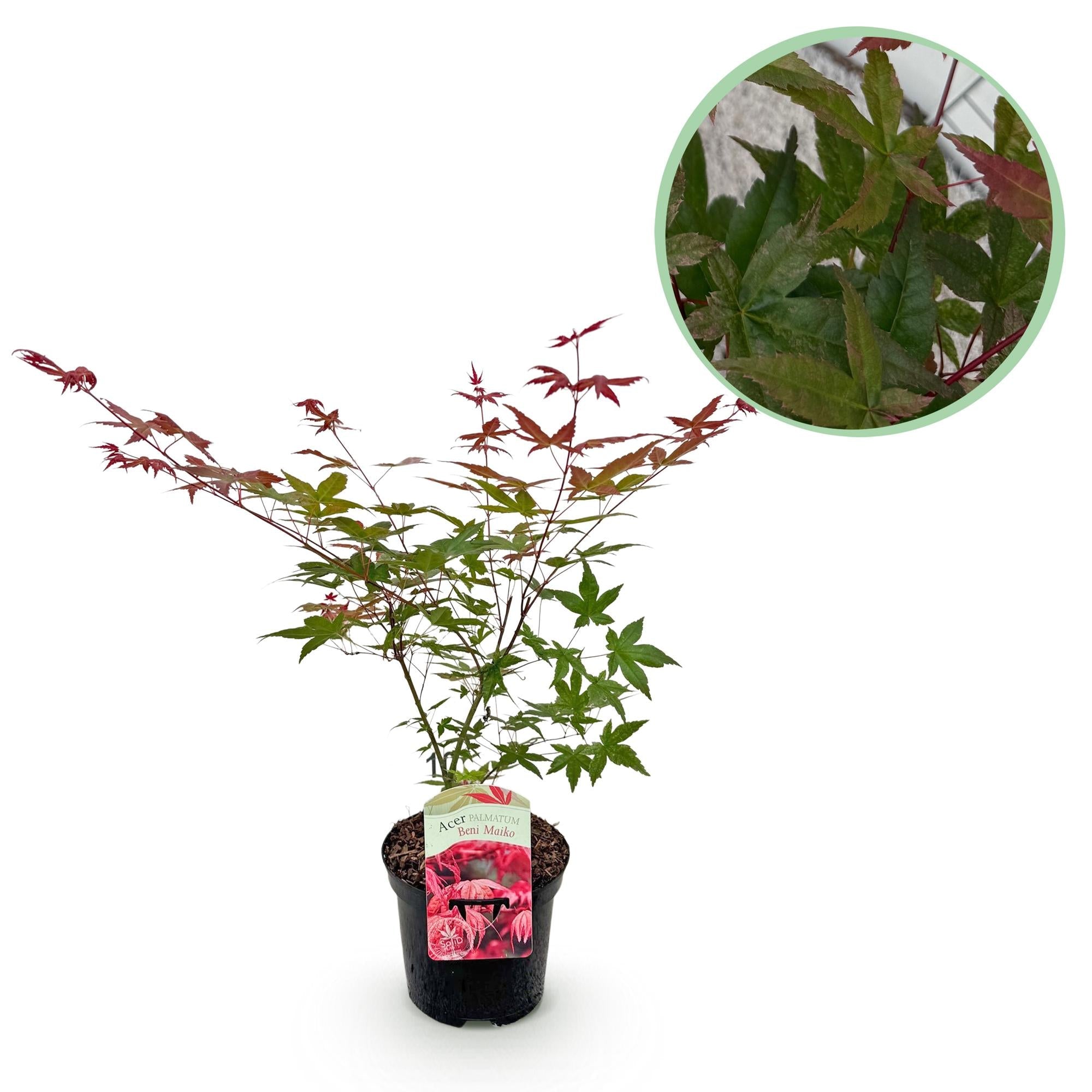 green-guardia-unsere-pflanzen-acer-beni-maiko-ahorn-70cm-rot image 1