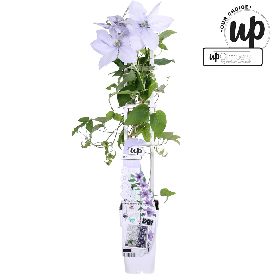 green-guardia-clematis-evison-bernadine-15-cm-topf image 1