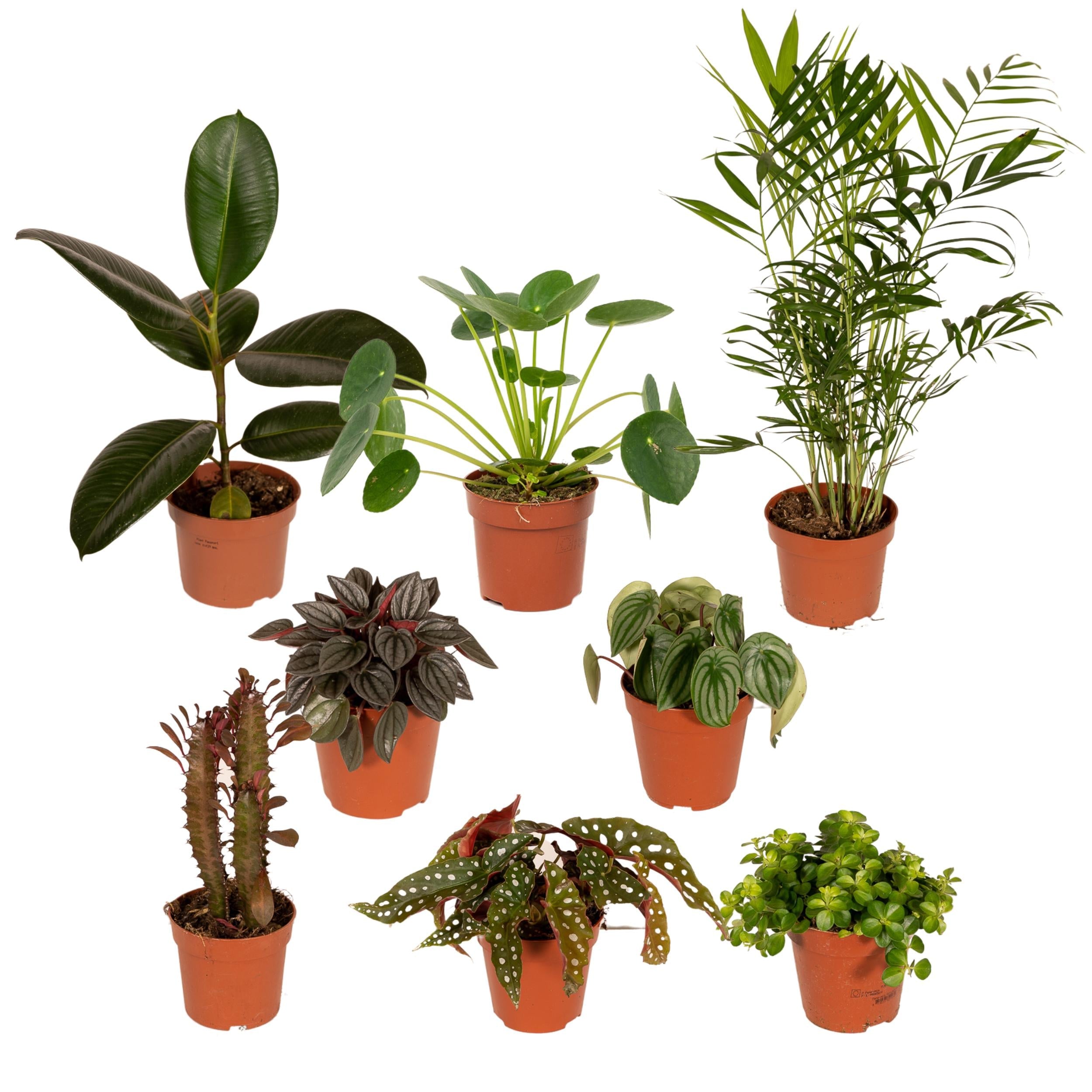 green-guardia-au-enseiterbox-pflanzenmix-8x-12cm-topf image 4