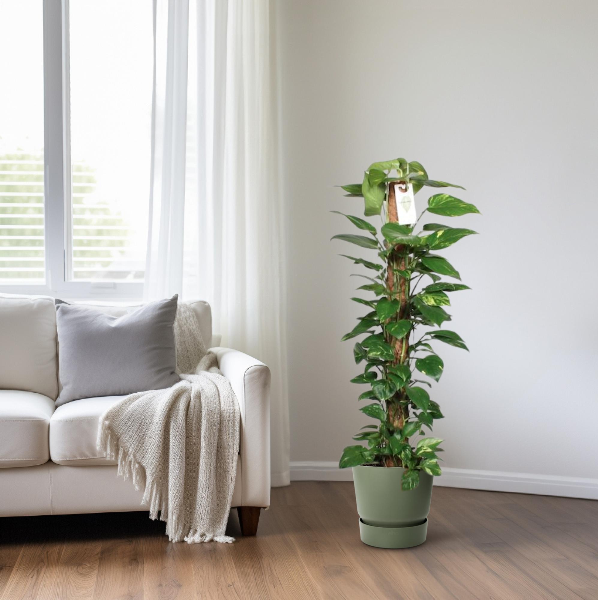 green-guardia-unsere-pflanzen-efeutute-epipremnum-80cm-moosstab image 4