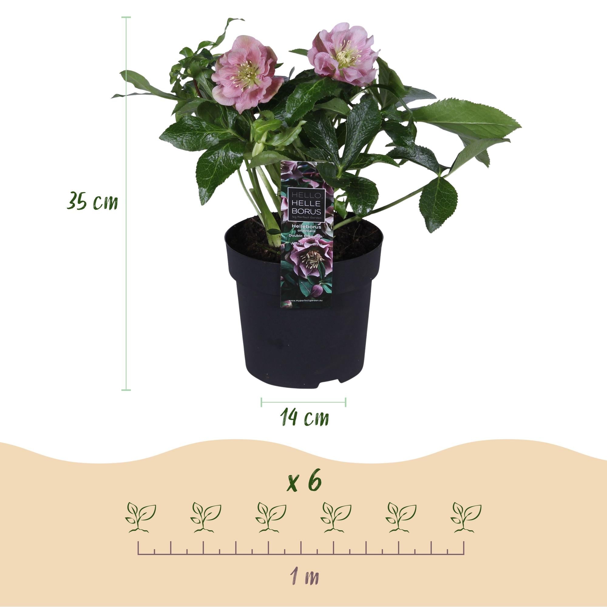 green-guardia-unsere-pflanzen-helleborus-double-ellen-pink-1-pflanze-rosa image 2