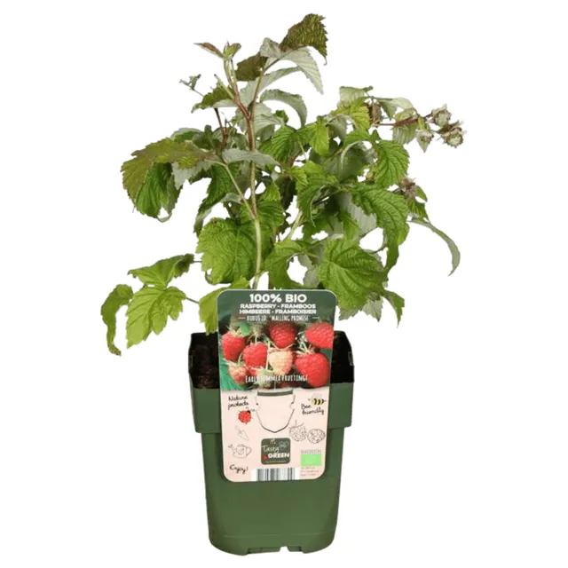 green-guardia-unsere-pflanzen-bio-himbeere-jungpflanze-3x-13-cm-topf-winterhart image 1