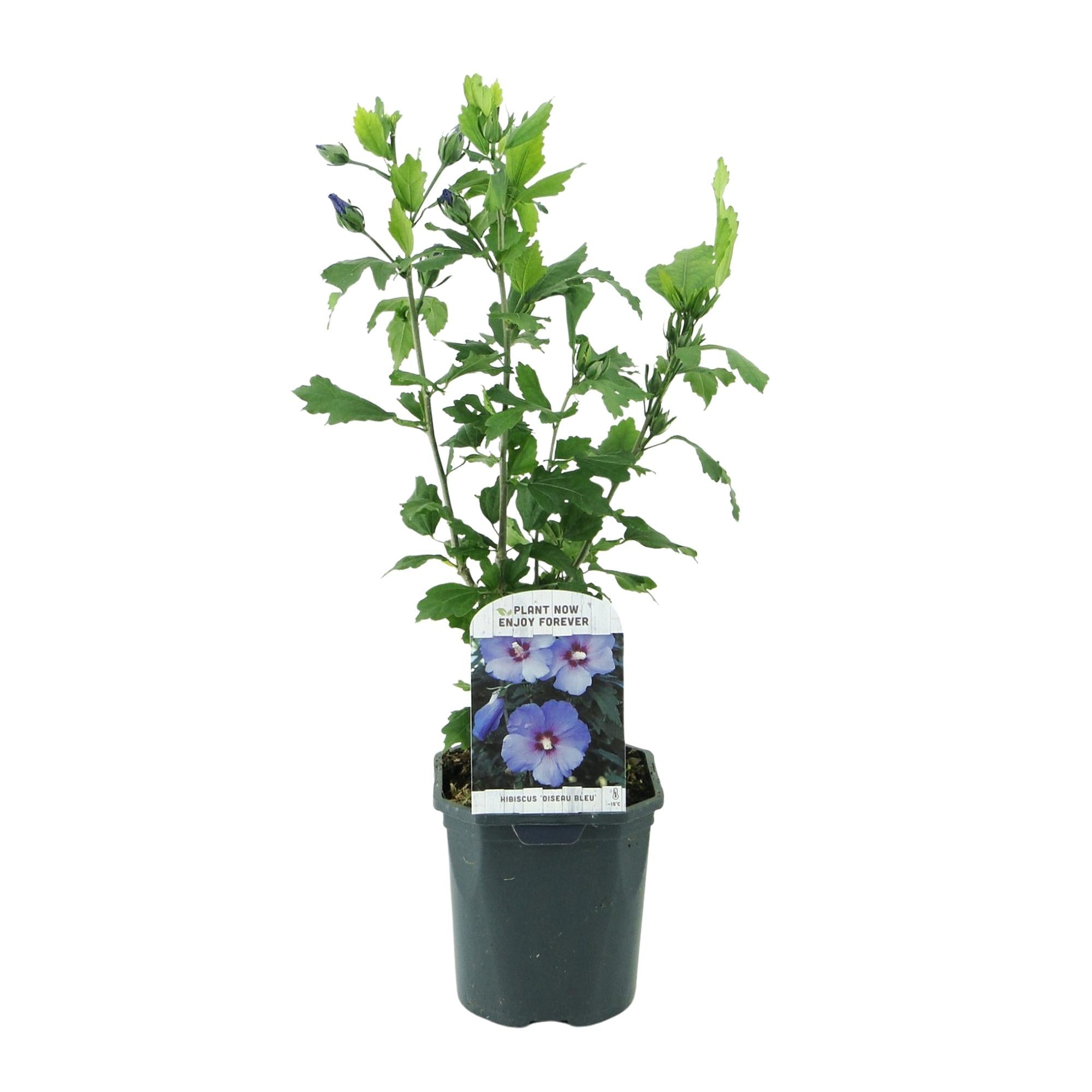 green-guardia-oiseau-blue-gartenhibiskus-strauch-17-cm-topf image 3