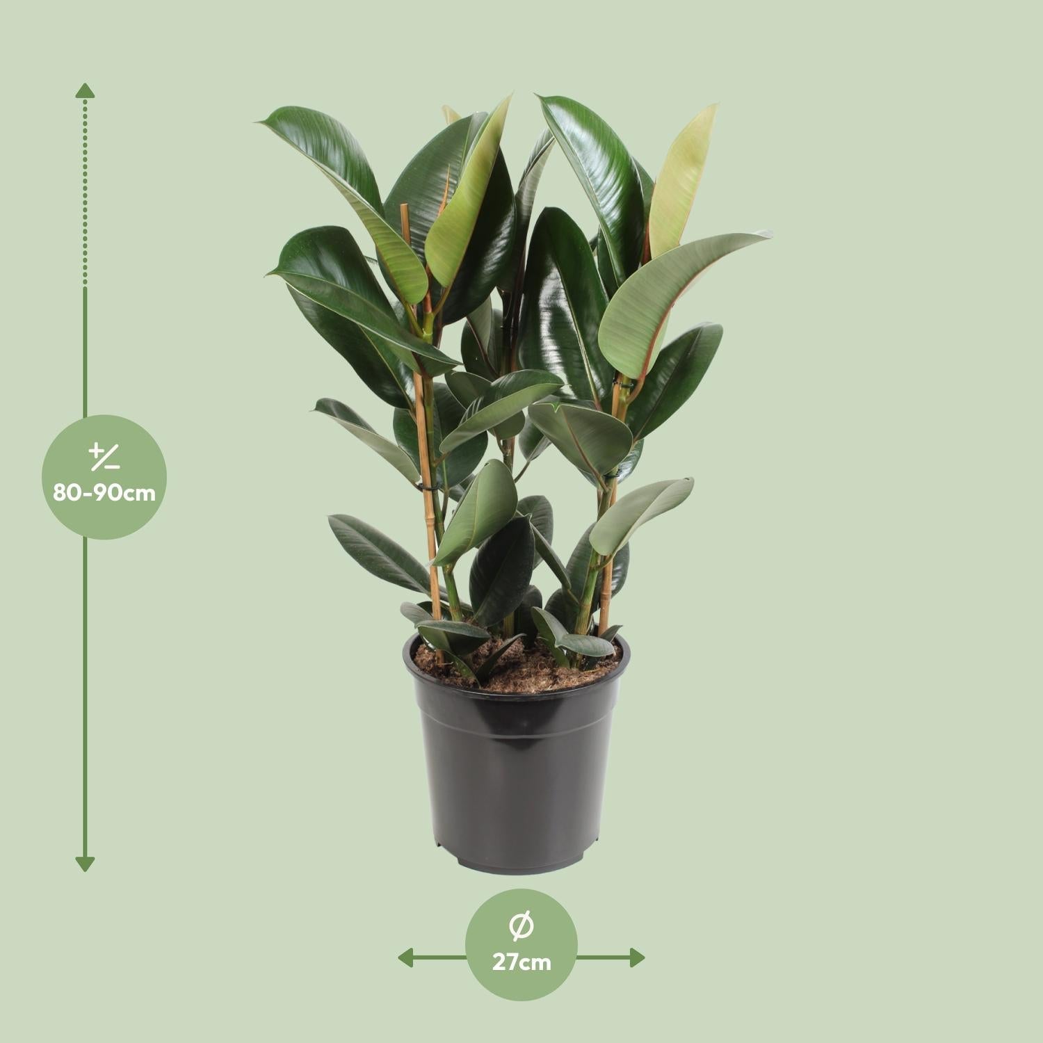 green-guardia-unsere-pflanzen-ficus-elastica-robusta-gummibaum-35-cm image 6