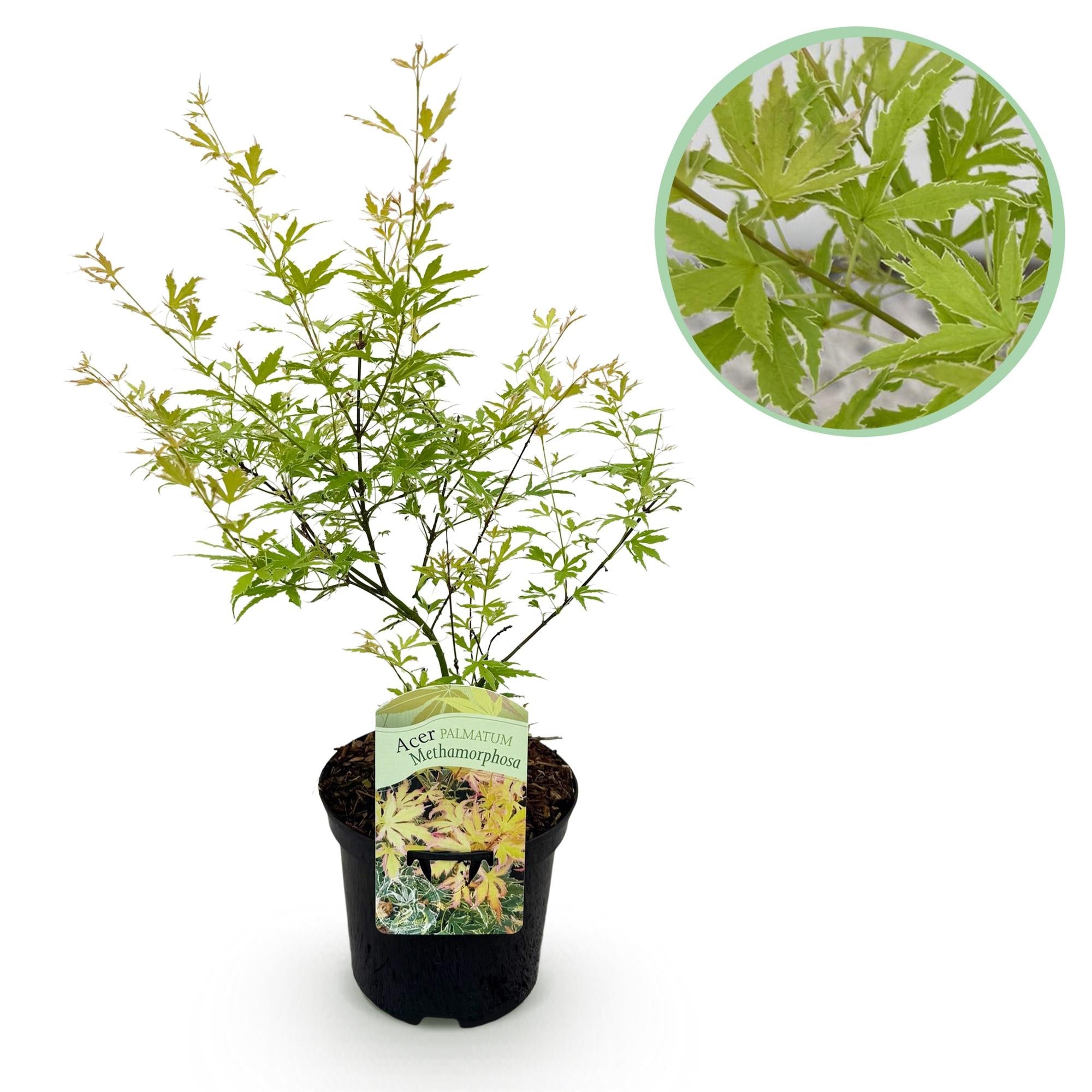 green-guardia-unsere-pflanzen-acer-metamorphosa-japanischer-ahorn-70cm image 1