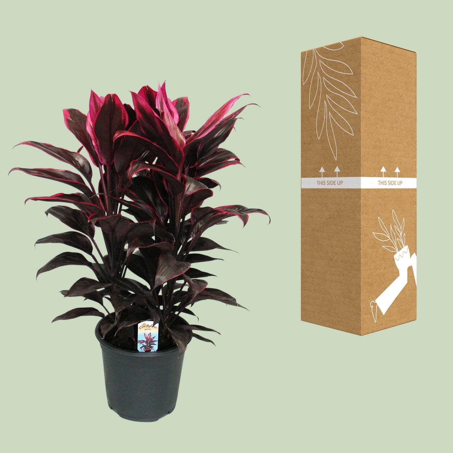 green-guardia-unsere-pflanzen-cordyline-mambo-19-cm-55-cm image 3