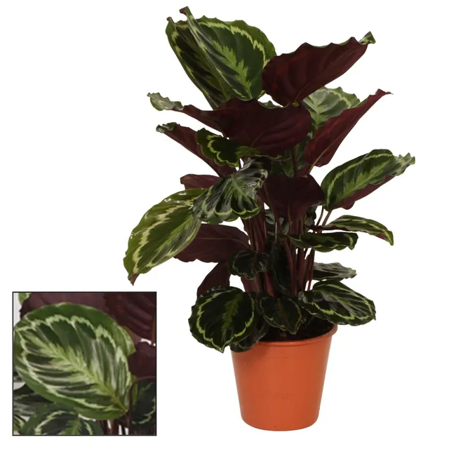 green-guardia-medaillon-calathea-75cm-19cm-topf-zimmerpflanze image 1