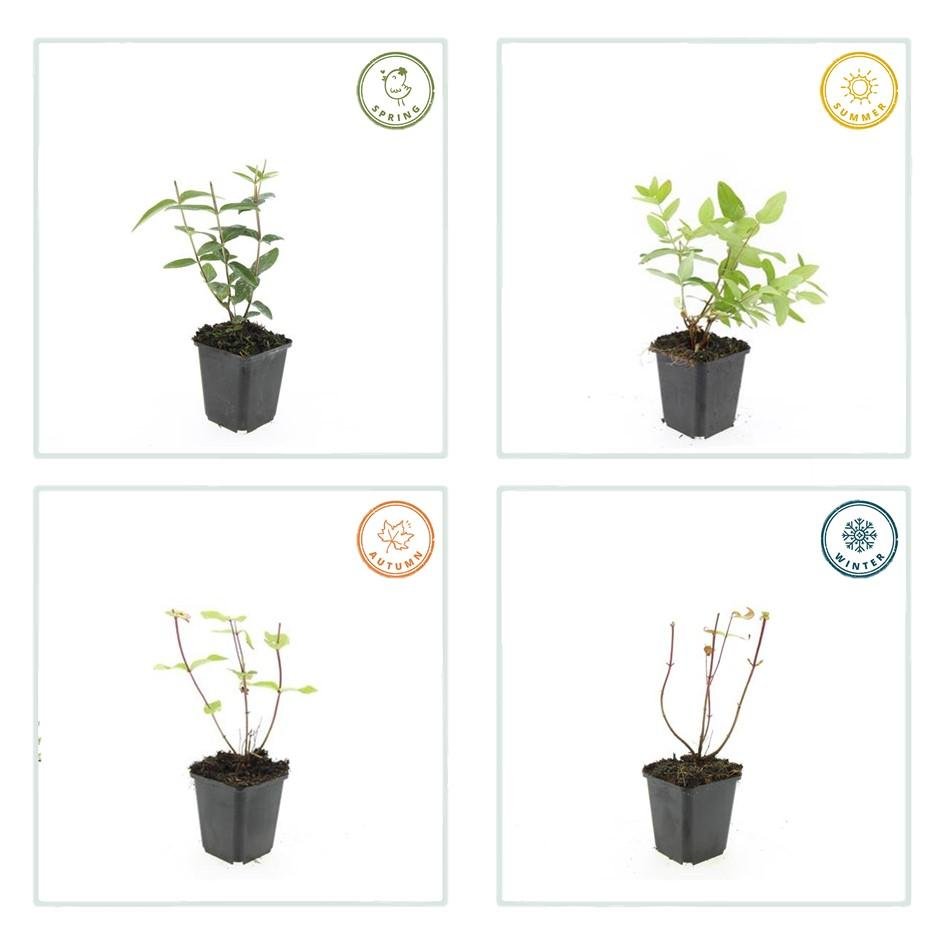 green-guardia-rheingold-johanniskraut-zierstrauch-9-cm-topf image 3
